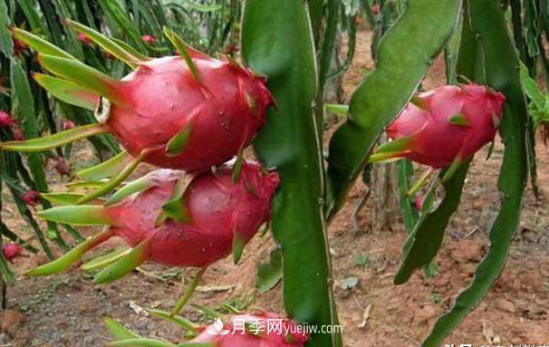 南陽火龍果苗種植方法簡單易成活，記住五點(diǎn)產(chǎn)量高(圖2)