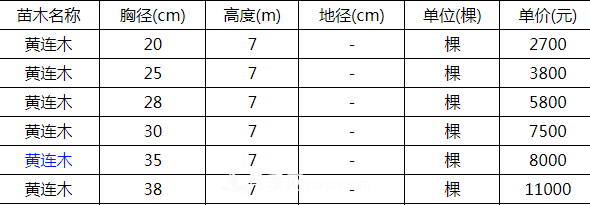 高度7米的黃連木能賣13000元/株？老苗木人道出了價格實情(圖2)