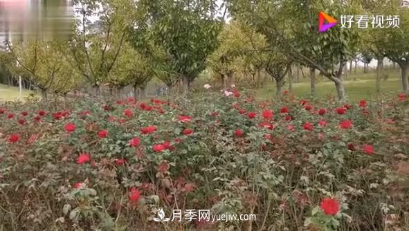 來(lái)山東聊城九州洼月季公園，看這搖曳多姿的月季格桑花(圖1)