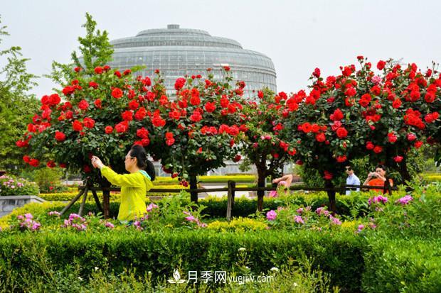 可以在家種植的“樹”！月季樹的花色更多還好看，可以放棄綠蘿了(圖2)