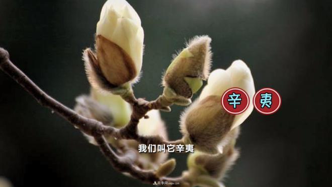 公園里種的玉蘭也是一味藥材，是真的嗎？(圖3)