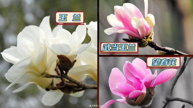 公園里種的玉蘭也是一味藥材，是真的嗎？(圖2)