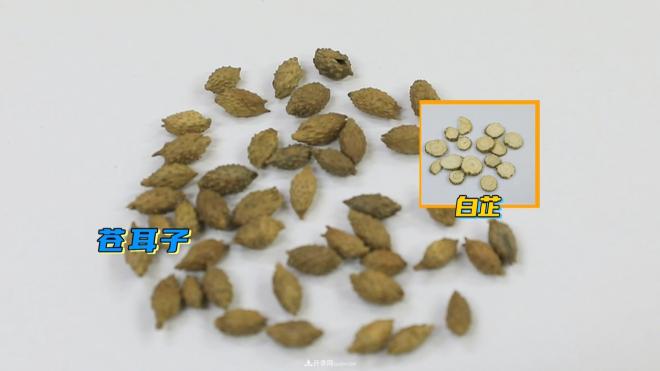 公園里種的玉蘭也是一味藥材，是真的嗎？(圖6)