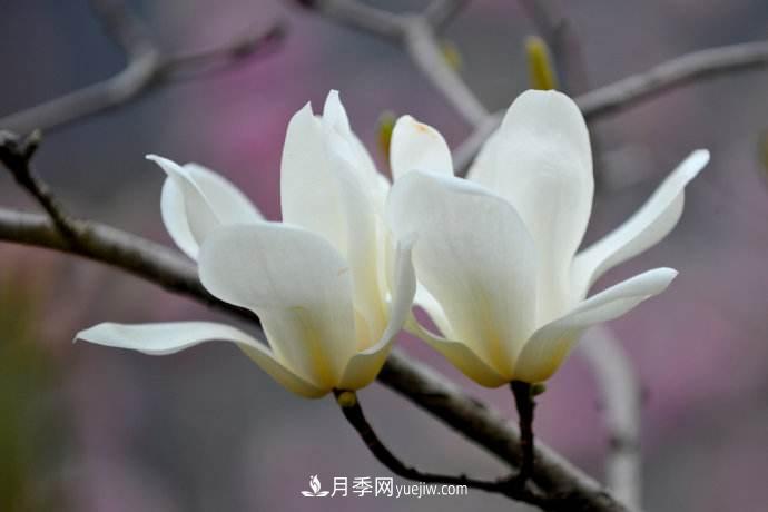 紫玉蘭、白玉蘭、二喬玉蘭、飛黃玉蘭、廣玉蘭等玉蘭怎么分辨？(圖1)
