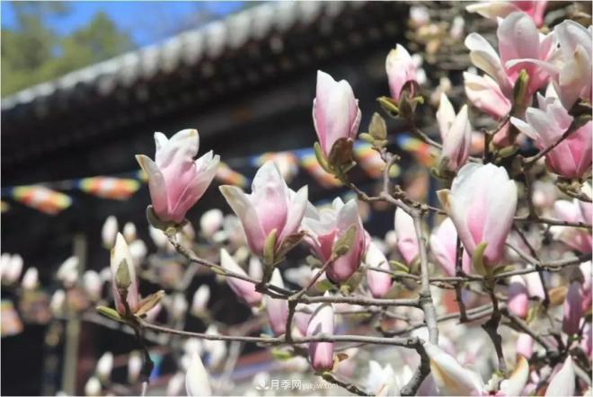 紫玉蘭、白玉蘭、二喬玉蘭、飛黃玉蘭、廣玉蘭等玉蘭怎么分辨？(圖5)