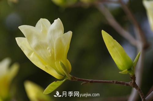 紫玉蘭、白玉蘭、二喬玉蘭、飛黃玉蘭、廣玉蘭等玉蘭怎么分辨？(圖8)