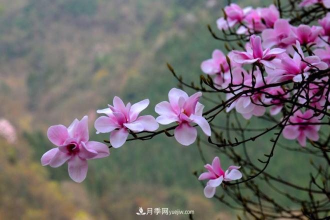 紫玉蘭、白玉蘭、二喬玉蘭、飛黃玉蘭、廣玉蘭等玉蘭怎么分辨？(圖10)