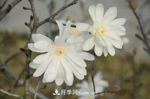 紫玉蘭、白玉蘭、二喬玉蘭、飛黃玉蘭、廣玉蘭等玉蘭怎么分辨？(圖14)