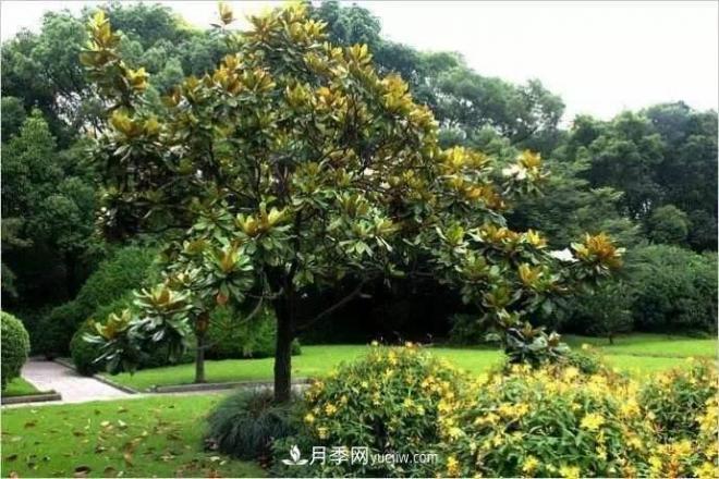 紫玉蘭、白玉蘭、二喬玉蘭、飛黃玉蘭、廣玉蘭等玉蘭怎么分辨？(圖13)