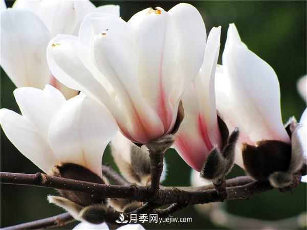 紫玉蘭、白玉蘭、二喬玉蘭、飛黃玉蘭、廣玉蘭等玉蘭怎么分辨？(圖15)