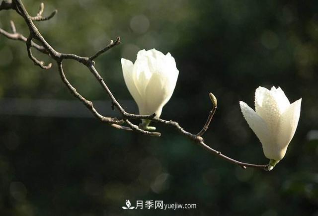 紫玉蘭、白玉蘭、二喬玉蘭、飛黃玉蘭、廣玉蘭等玉蘭怎么分辨？(圖2)