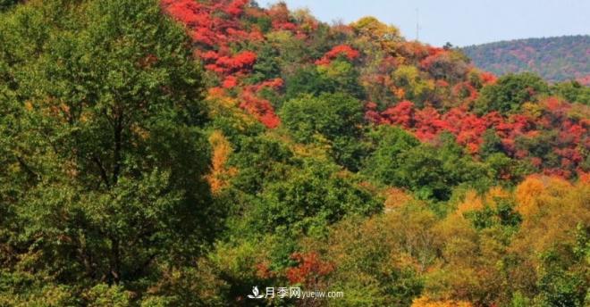 河南五個(gè)綠色“海洋”，在20度的森林中呼吸，讓你流連忘返(圖5)