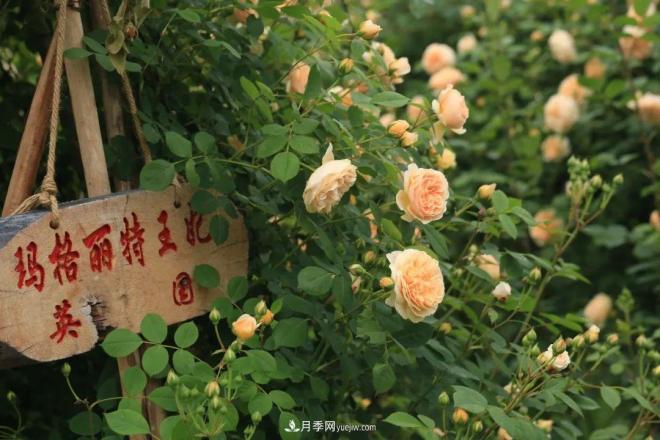 耐看的10種月季：非常養(yǎng)眼，你養(yǎng)過(guò)幾種(圖3)