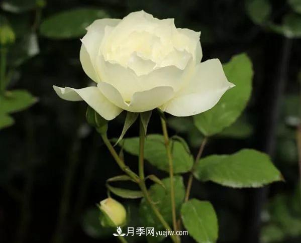 耐看的10種月季：非常養(yǎng)眼，你養(yǎng)過(guò)幾種(圖10)