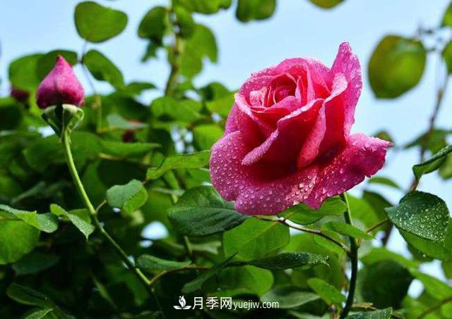 花也分三六九等么？何為一品九命？(圖1)