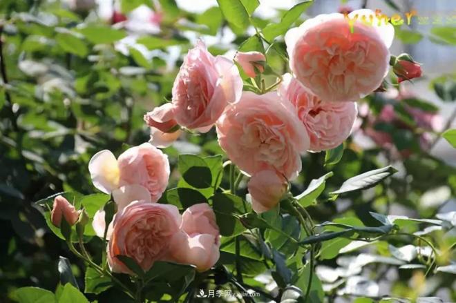 這6種月季，抗病強(qiáng)花量大還耐曬，養(yǎng)一棵就很美(圖7)