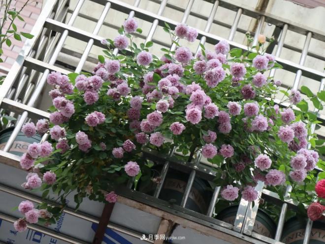 這6種月季，抗病強(qiáng)花量大還耐曬，養(yǎng)一棵就很美(圖8)