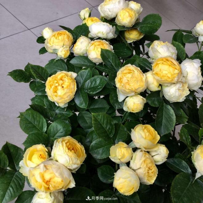 非常“勤奮”的4個月季品種，1年開花不斷，關(guān)鍵抗病性好(圖3)