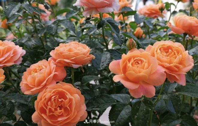 非?！扒趭^”的4個月季品種，1年開花不斷，關(guān)鍵抗病性好(圖2)