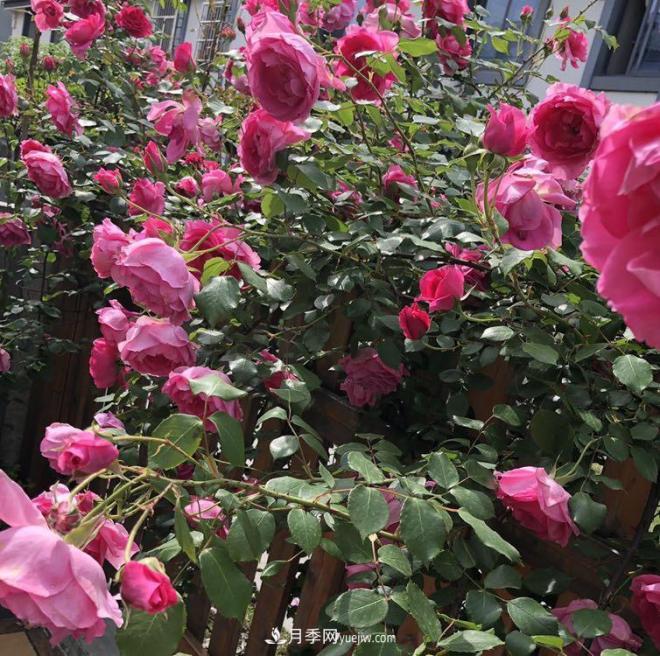 非?！扒趭^”的4個月季品種，1年開花不斷，關(guān)鍵抗病性好(圖4)