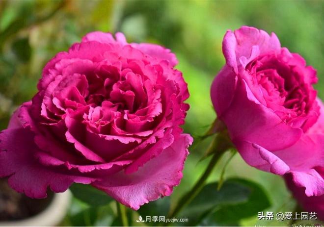 無伊芙不月季，哪種伊芙月季***值得入手？(圖3)
