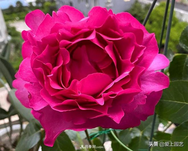 無伊芙不月季，哪種伊芙月季***值得入手？(圖1)
