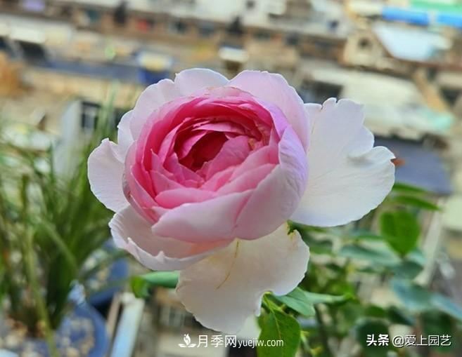 無伊芙不月季，哪種伊芙月季***值得入手？(圖2)