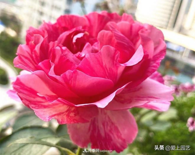 無伊芙不月季，哪種伊芙月季***值得入手？(圖4)