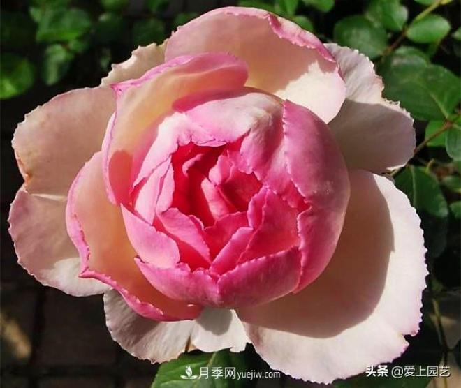 無伊芙不月季，哪種伊芙月季***值得入手？(圖5)