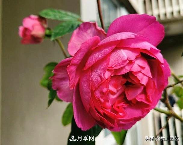 無伊芙不月季，哪種伊芙月季***值得入手？(圖8)