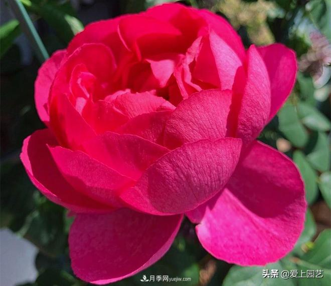 無伊芙不月季，哪種伊芙月季***值得入手？(圖7)