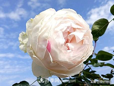無伊芙不月季，哪種伊芙月季***值得入手？(圖10)