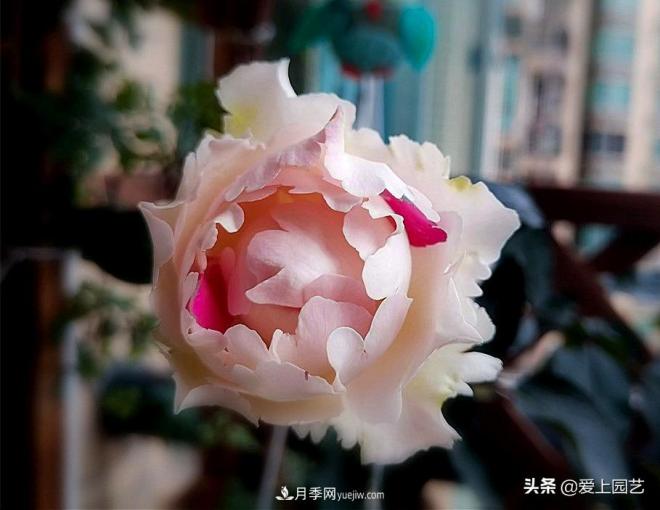 無伊芙不月季，哪種伊芙月季***值得入手？(圖9)