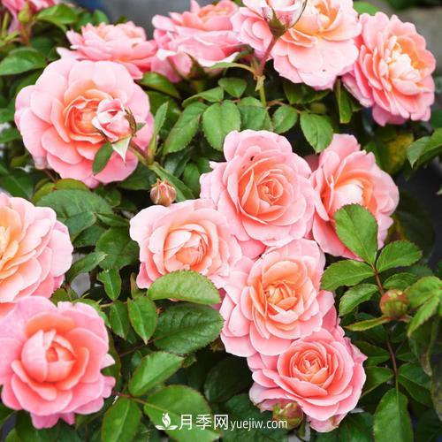 盆栽月季，我選3種，花朵超仙，一開花就驚艷了時光！(圖1)