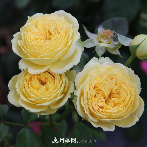 盆栽月季，我選3種，花朵超仙，一開花就驚艷了時光！(圖3)