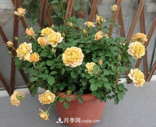 月季澆水越多死得越快？4個(gè)方法月季越澆越旺(圖1)