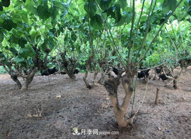 七彩月季、林下養(yǎng)雞……陜西石泉薩索農(nóng)場念活了“生態(tài)經(jīng)”(圖1)