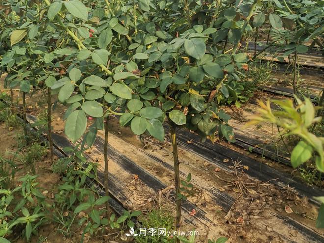 河北樹(shù)狀月季批發(fā)基地，品種月季產(chǎn)地直供價(jià)格表(圖3)