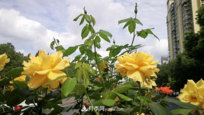一路花開(kāi)一路美景 杭州高架月季正當(dāng)時(shí)(圖2)