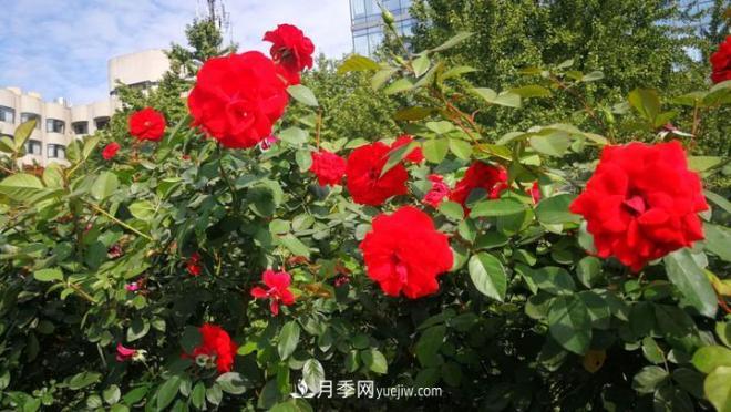 一路花開(kāi)一路美景 杭州高架月季正當(dāng)時(shí)(圖3)