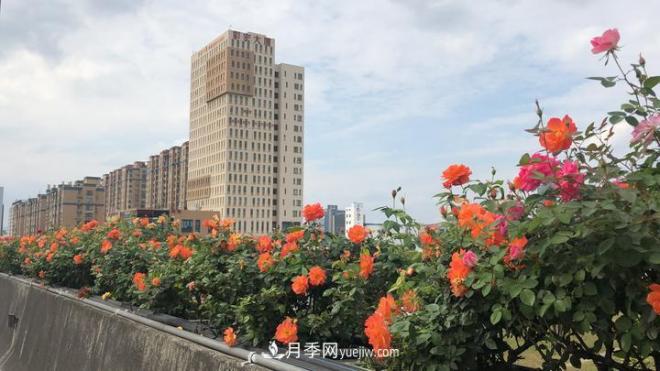 一路花開(kāi)一路美景 杭州高架月季正當(dāng)時(shí)(圖4)