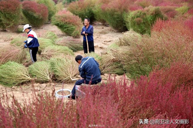 山西臨汾65歲農(nóng)民大叔種“彩色草”，編織致富夢年收入10萬元(圖4)