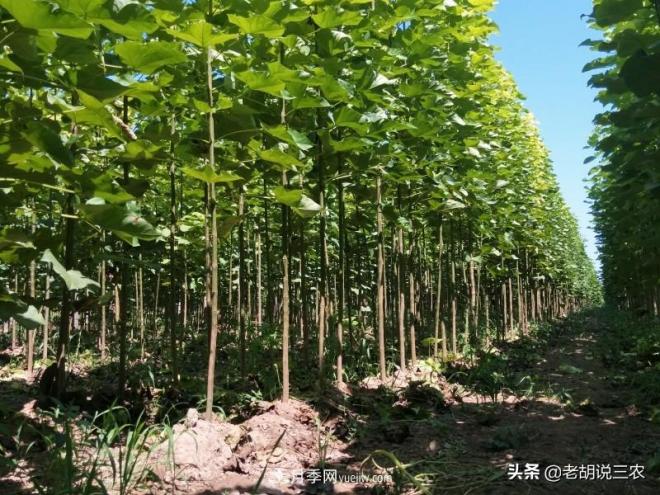 楸樹價格看漲，市價已經(jīng)達(dá)到3800元/立方，楸木為啥這么貴？(圖1)
