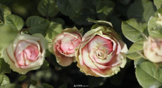 推薦15個受歡迎的月季品種，其實它們都有優(yōu)點缺點(圖6)