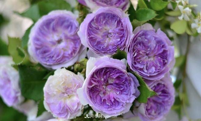 推薦15個受歡迎的月季品種，其實它們都有優(yōu)點缺點(圖13)