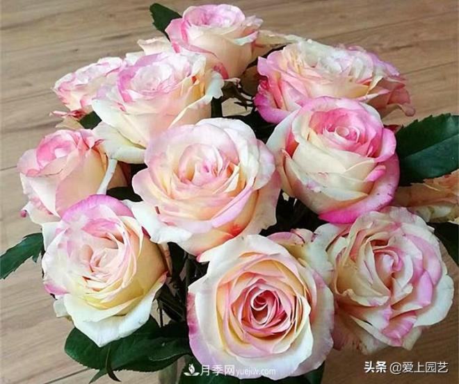 熱門月季品種已經(jīng)看膩了，不妨養(yǎng)幾棵小眾月季換個(gè)風(fēng)景(圖1)
