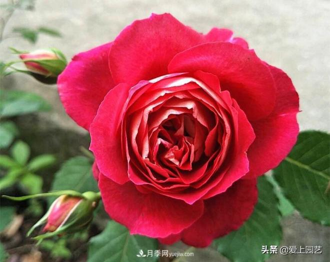 熱門月季品種已經(jīng)看膩了，不妨養(yǎng)幾棵小眾月季換個(gè)風(fēng)景(圖2)