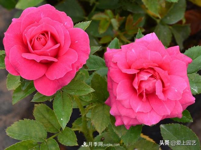 熱門月季品種已經(jīng)看膩了，不妨養(yǎng)幾棵小眾月季換個(gè)風(fēng)景(圖3)