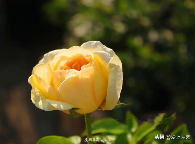 熱門月季品種已經(jīng)看膩了，不妨養(yǎng)幾棵小眾月季換個(gè)風(fēng)景(圖4)