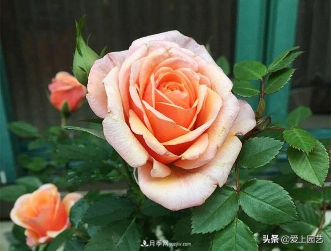 熱門月季品種已經(jīng)看膩了，不妨養(yǎng)幾棵小眾月季換個(gè)風(fēng)景(圖5)